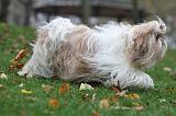SHIH TZU 101